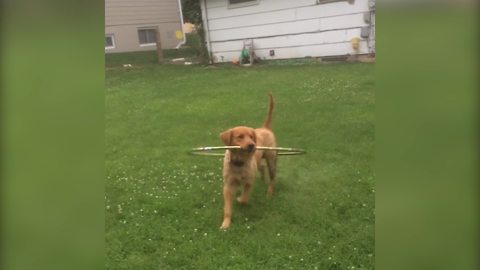 Golden Retriever Dog Plays with Hula Hoop