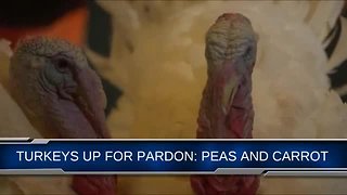 'Peas' and 'Carrot' are the two turkeys up for a Presidential pardon