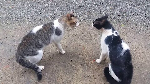 Cats Fighting with sound - Exclusive Video