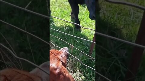 Brave Winnie meets the cows