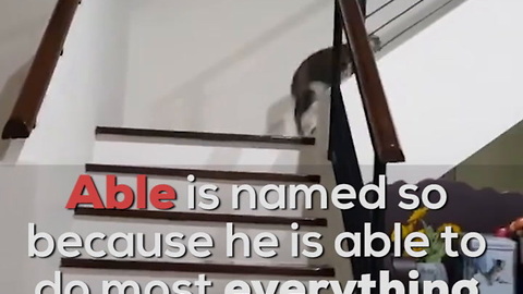 Able the Two-Legged Cat Proves Handicaps Can Be Overcome