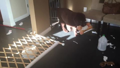Puppy goes on hilariously adorable rampage for favorite toy