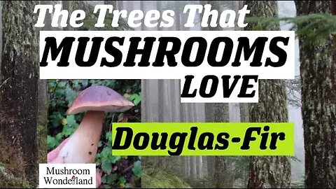 Trees that Mushrooms Love: Douglas-Fir (Pseudotsuga menziesii)