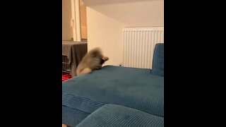 Playfully puppy totally falls off the couch