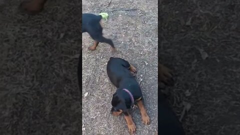 Rottweilers - Faye & Eddie - 15 Weeks