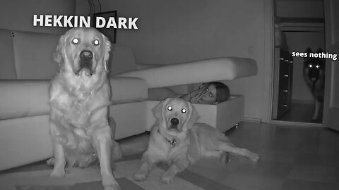Hiding from My Dogs in Full Darkness -Part 2