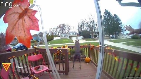 Fast Dobermann Dog Jumps Over Fence Caught on Ring Camera | Doorbell Camera Video