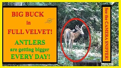Buck with HUGE antlers in full velvet and getting bigger by the day!