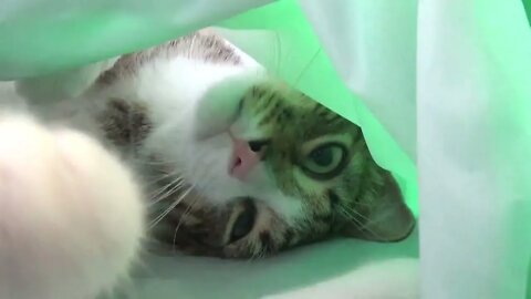 Cuddly Kitten Hides in Cat Tunnel