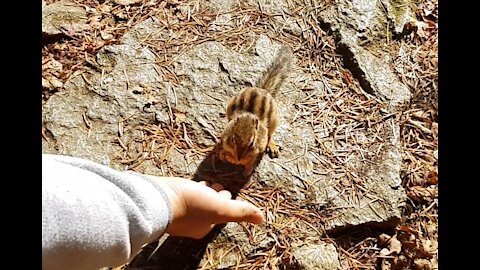 Squirrels take their food and eat it.