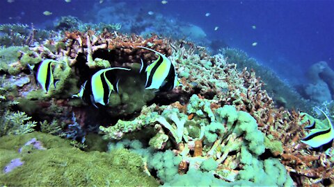 The beautiful and colorful underwater paradise of Papua New Guinea