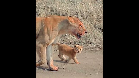 Cute baby lion 2 #Lioncubs #Littlelion #mom