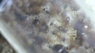 Unveiling the World of Pheidole Noda Big Head Ants: Test Tube Setup with Queen and Eggs