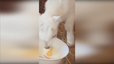 a small goat eats through a nipple from a bowl