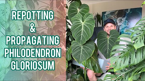 Philodendron gloriosum - repot & propagate