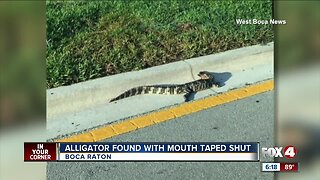 Alligator found with mouth tapped shut in Boca Raton