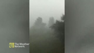 Strong winds bring down tree during storm