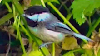 IECV NV #231 - 👀 Black Capped Chickadee In The Stickers And A Starling On The Run 5-21-2016