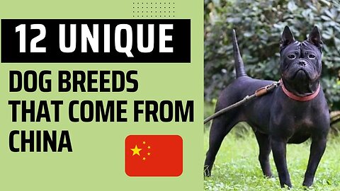 12 Unique Dog Breeds That Come From China.
