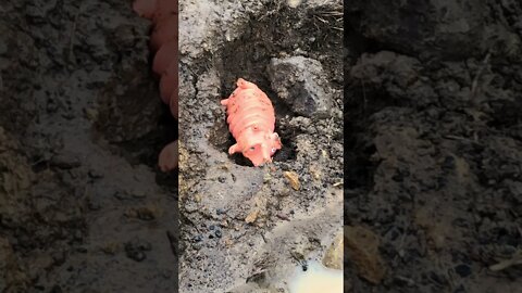 Slinky 🐶 left his piggy 🐷 in the mud