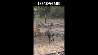 Texas Feral Hog Invasion