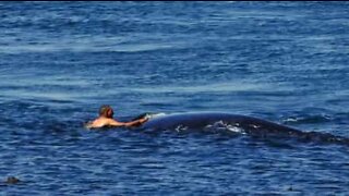 Estremo pericolo: uomo nuota fianco a fianco con due megattere