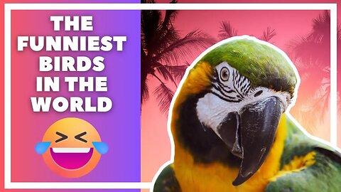 The Funniest Bird Videos and Clips of 2023 II 🐦 Funny Bird Videos All in One Compilation 🔥