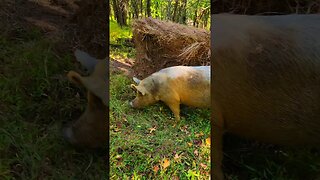 Pigs in the Hay @UncleTimsFarm #kärnəvór #carnivore #shorts #hereford #freerangepigs