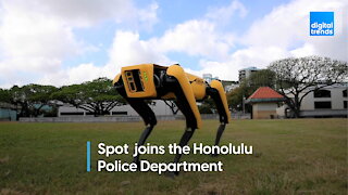 Spot joins the Honolulu Police Department