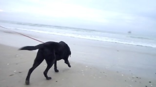 Twelve-Year-Old Dog Experiences The Ocean For The First Time
