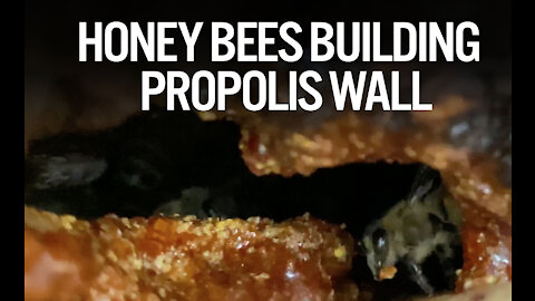 AMAZING FOOTAGE OF HONEYBEES BUILDING PROPOLIS WALL!!