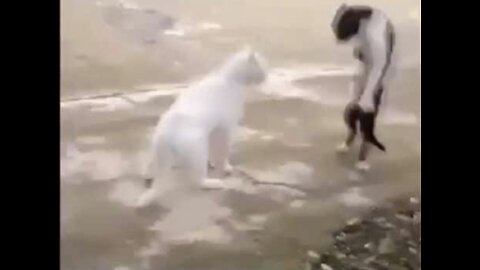 FUNNY CAT FIGHT