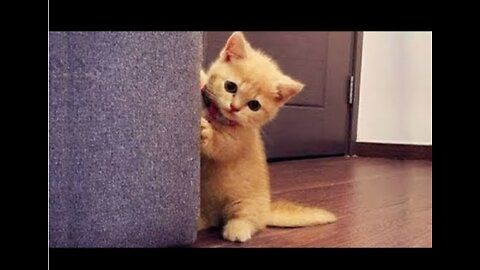 Cute and funny 🐈 cat video very funny