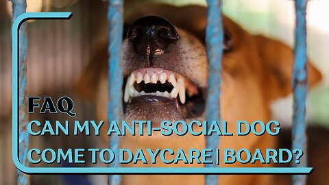 FAQ: Can An Anti-Social Dog Come To Daycare & Board? Yes, If We Can Correct | Safely Handle The Dog