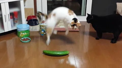 Funny cat scared from cucumber 🥒