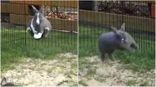 The most energetic rabbit ever!