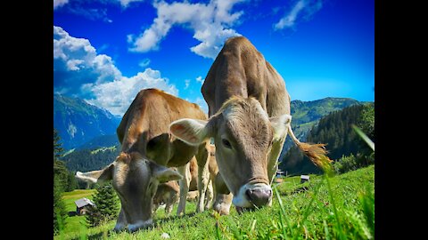 Cattle Farm