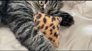 crazy cat and catnip pillow