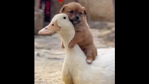 Cute baby dog playing with other Cute animals