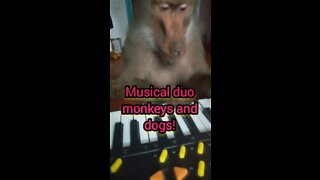 A musical duo of monkeys and dogs!