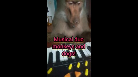 A musical duo of monkeys and dogs!