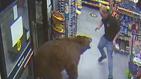 500-pound bear repeatedly steals candy from gas station