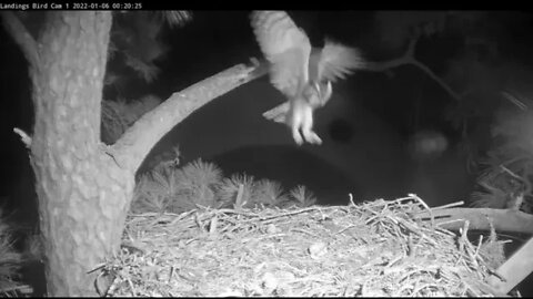 Great Horned Owl-Midnight Visit 🦉 1/6/22 00:19