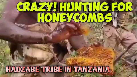 Crazy! hunting for honeycombs_ hadzabe tribe in tanzania
