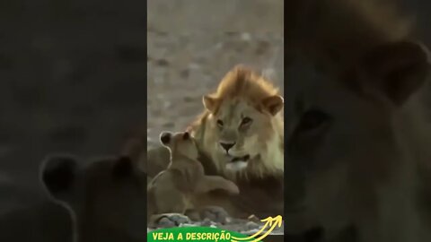 SIMBA E MUFASA JUNTOS #shorts #planetaanimalshorts #animals