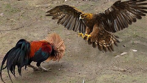 Incredible! Courageous Rooster Confronts Evil Hawk To Protect Chicks - Hawk's Most Terrifying Hunts