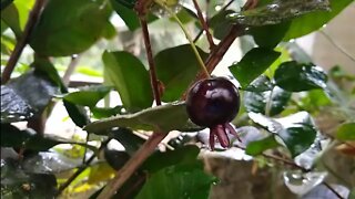 frutíferas produzindo em vaso grumixima anã cereja do Rio grande jambo rosa e rosas do deserto