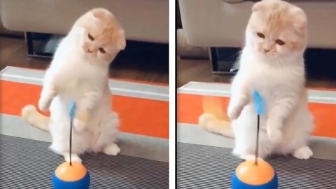 A cute cat play with rounding toy and enjoying with that