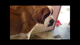 Super Sloppy St. Bernard drinking