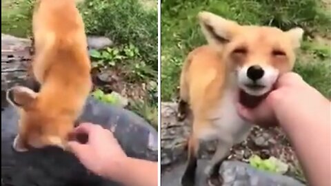 Fox Having a complete Blast as tourist rubs his chin